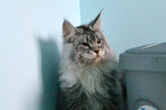 Maine - coon Pillowtalk`s Xoulo
